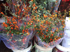 Hà Nội: Sát Tết Canh Tý, giá hoa chợ Quảng An tăng từng ngày 